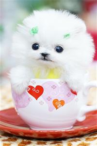 iphone4萌宠白色壁纸_iphone4萌宠白色壁纸下载