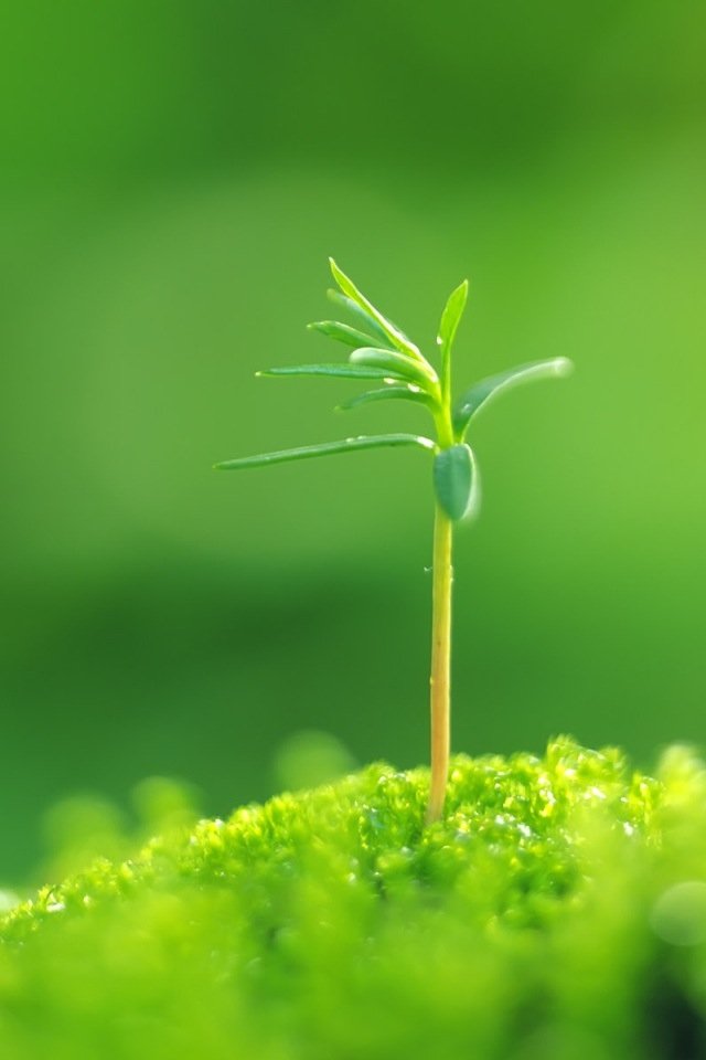 iphone12绿色壁纸,苹果12原装壁纸绿色 iphone4植物绿色壁纸_iphone4植物绿色壁纸下载