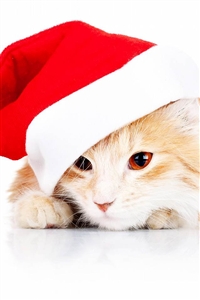 iphone4萌宠白色壁纸_iphone4萌宠白色壁纸下载