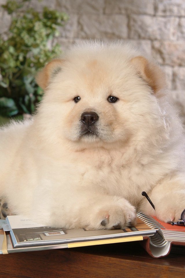 iphone4萌宠白色壁纸_iphone4萌宠白色壁纸下载